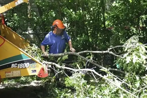 tree services Frewsburg